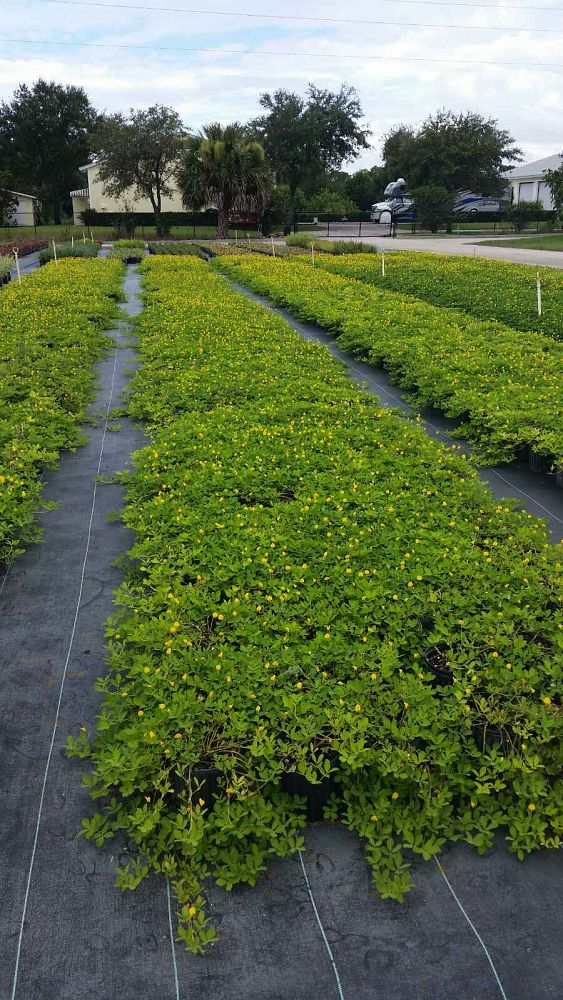 Pioneer Farms Wholesale Trees & Plants