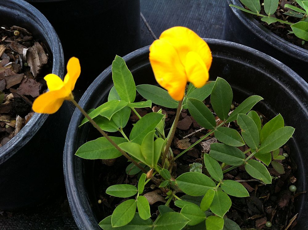 arachis-glabrata-golden-ornamental-peanut-perennial-peanut