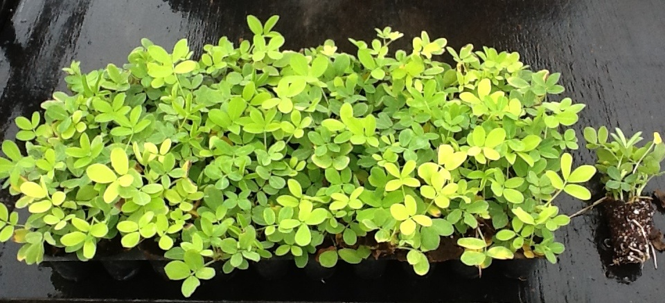 arachis-glabrata-golden-ornamental-peanut-perennial-peanut