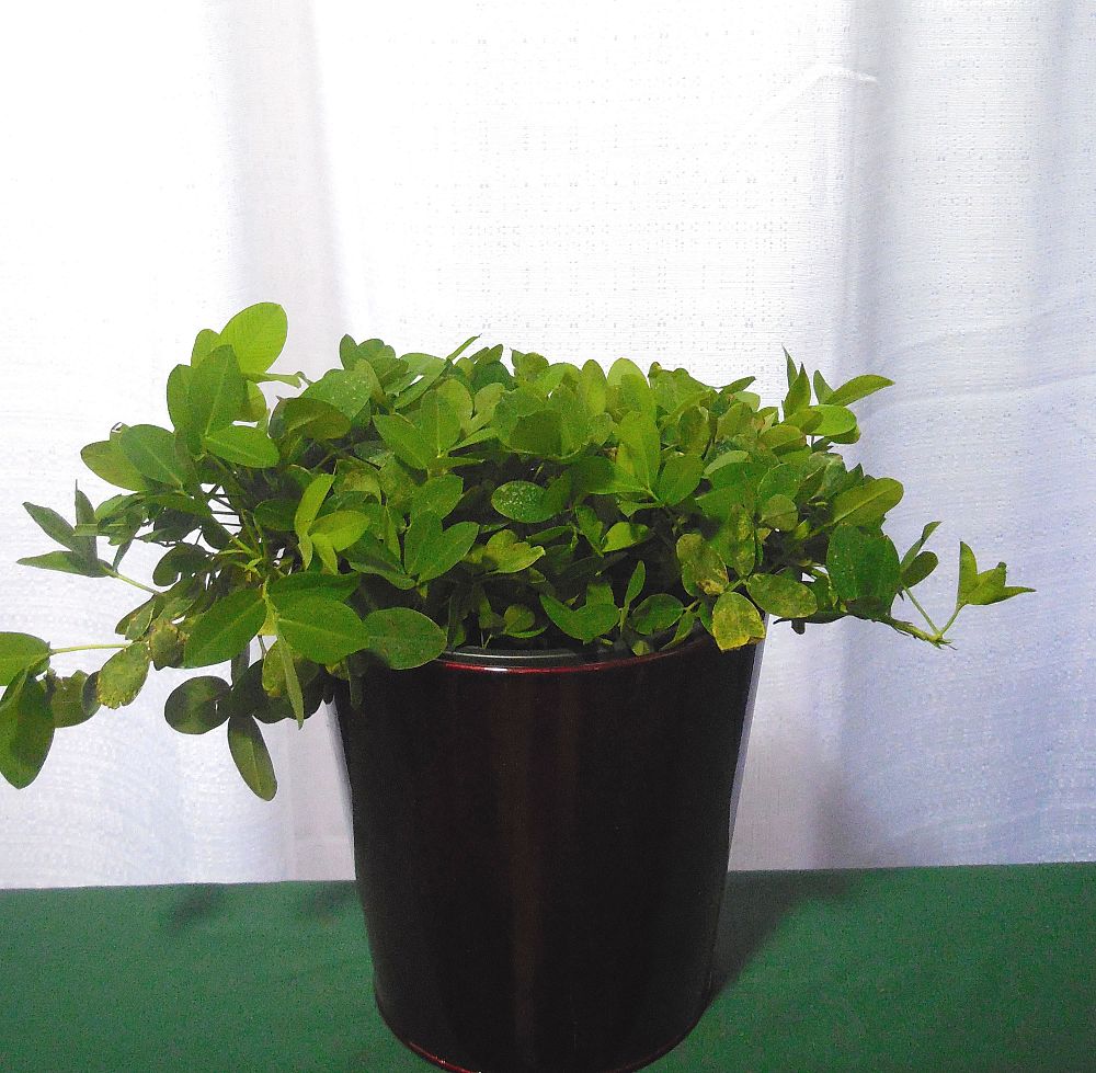 arachis-glabrata-golden-ornamental-peanut-perennial-peanut