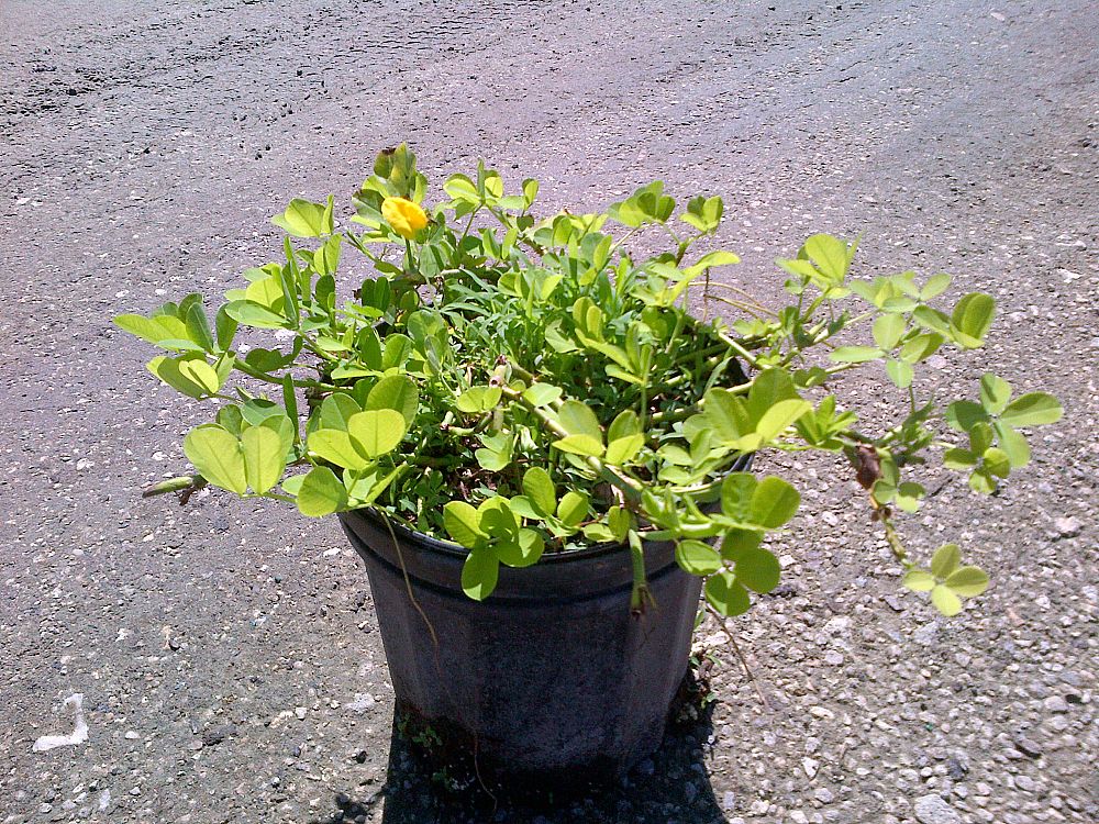 arachis-glabrata-golden-ornamental-peanut-perennial-peanut