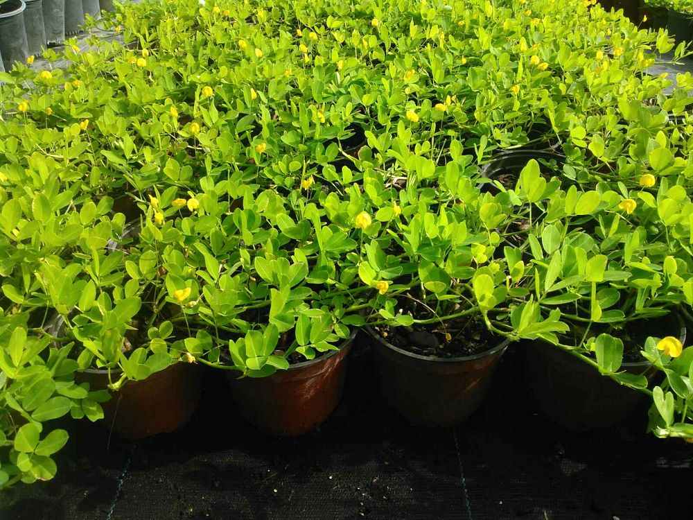 arachis-glabrata-golden-ornamental-peanut-perennial-peanut