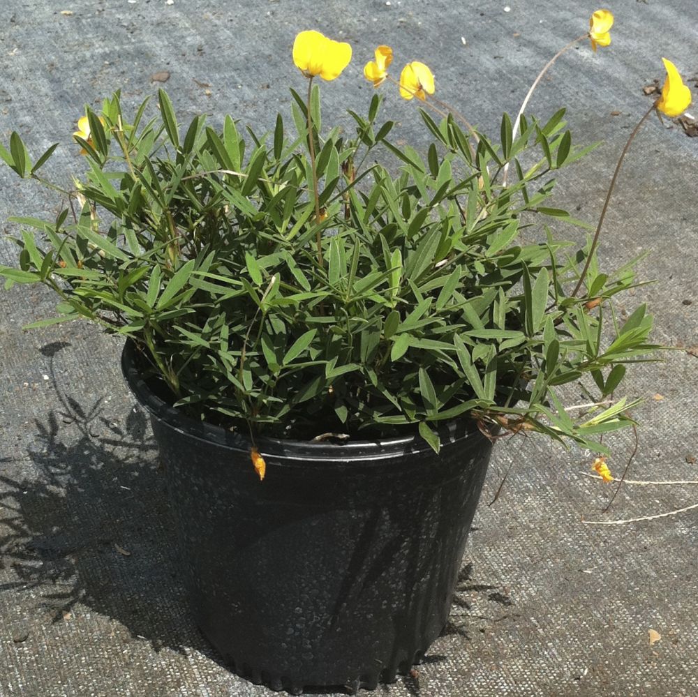 arachis-glabrata-golden-ornamental-peanut-perennial-peanut