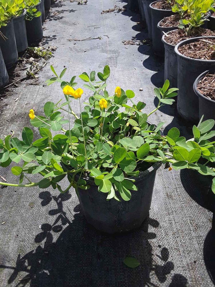 arachis-glabrata-golden-ornamental-peanut-perennial-peanut