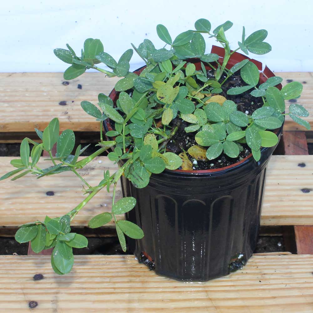 arachis-glabrata-golden-ornamental-peanut-perennial-peanut