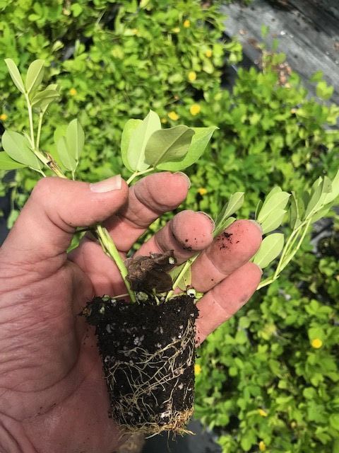 arachis-glabrata-golden-ornamental-peanut-perennial-peanut