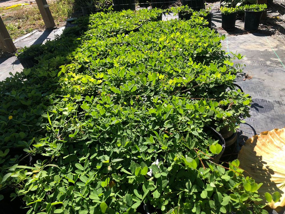 arachis-glabrata-golden-ornamental-peanut-perennial-peanut