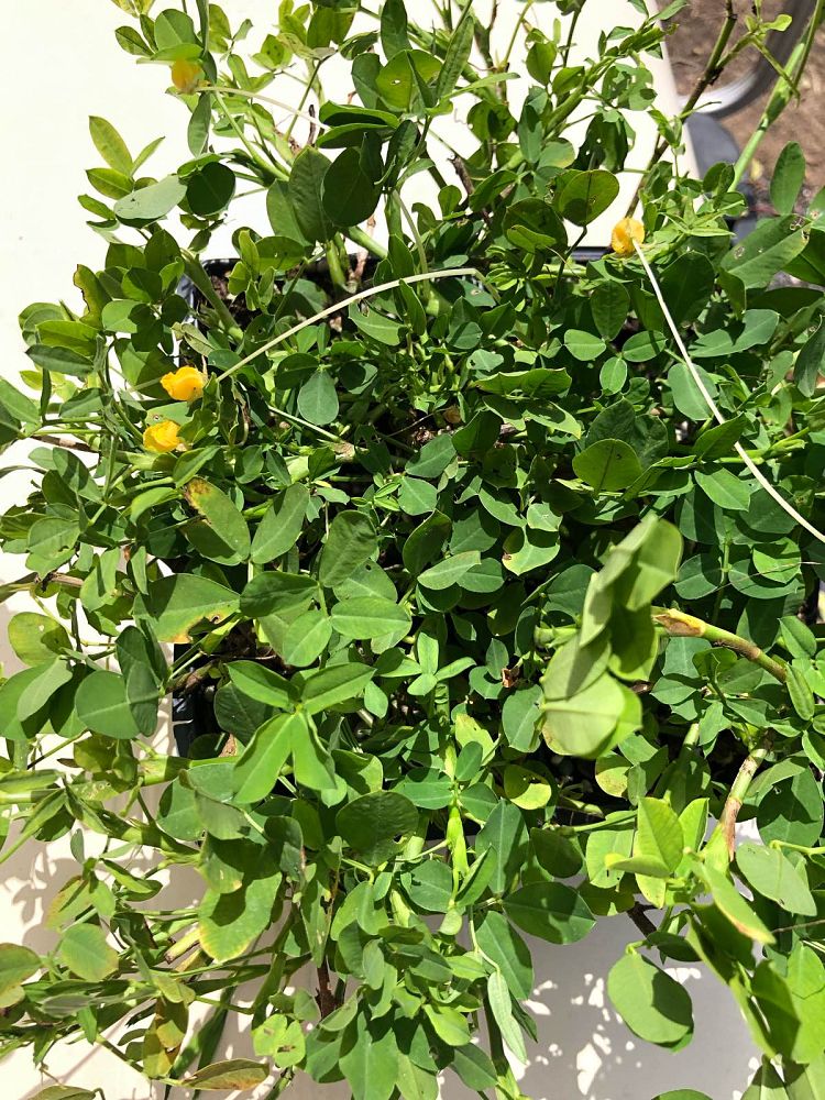 arachis-glabrata-golden-ornamental-peanut-perennial-peanut