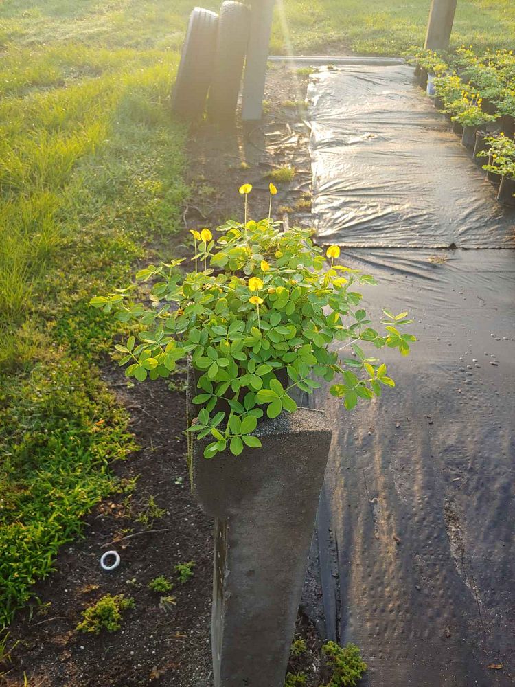 arachis-glabrata-golden-ornamental-peanut-perennial-peanut