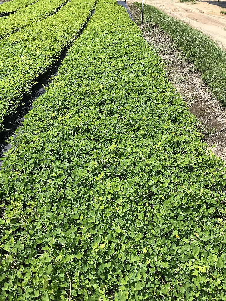 arachis-glabrata-golden-ornamental-peanut-perennial-peanut