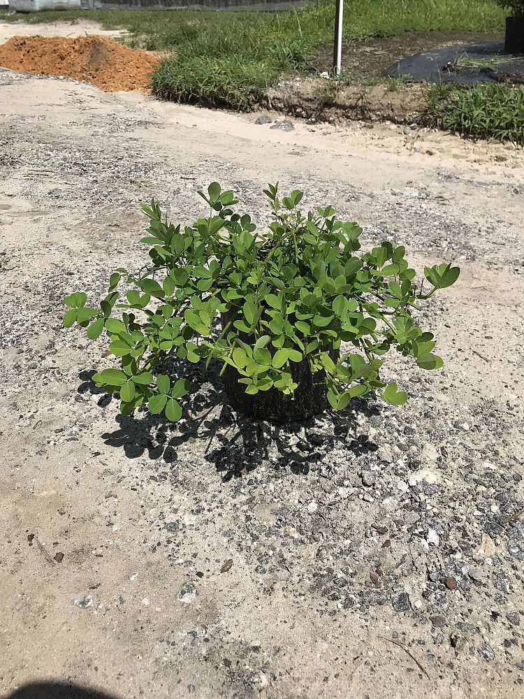 arachis-glabrata-golden-ornamental-peanut-perennial-peanut