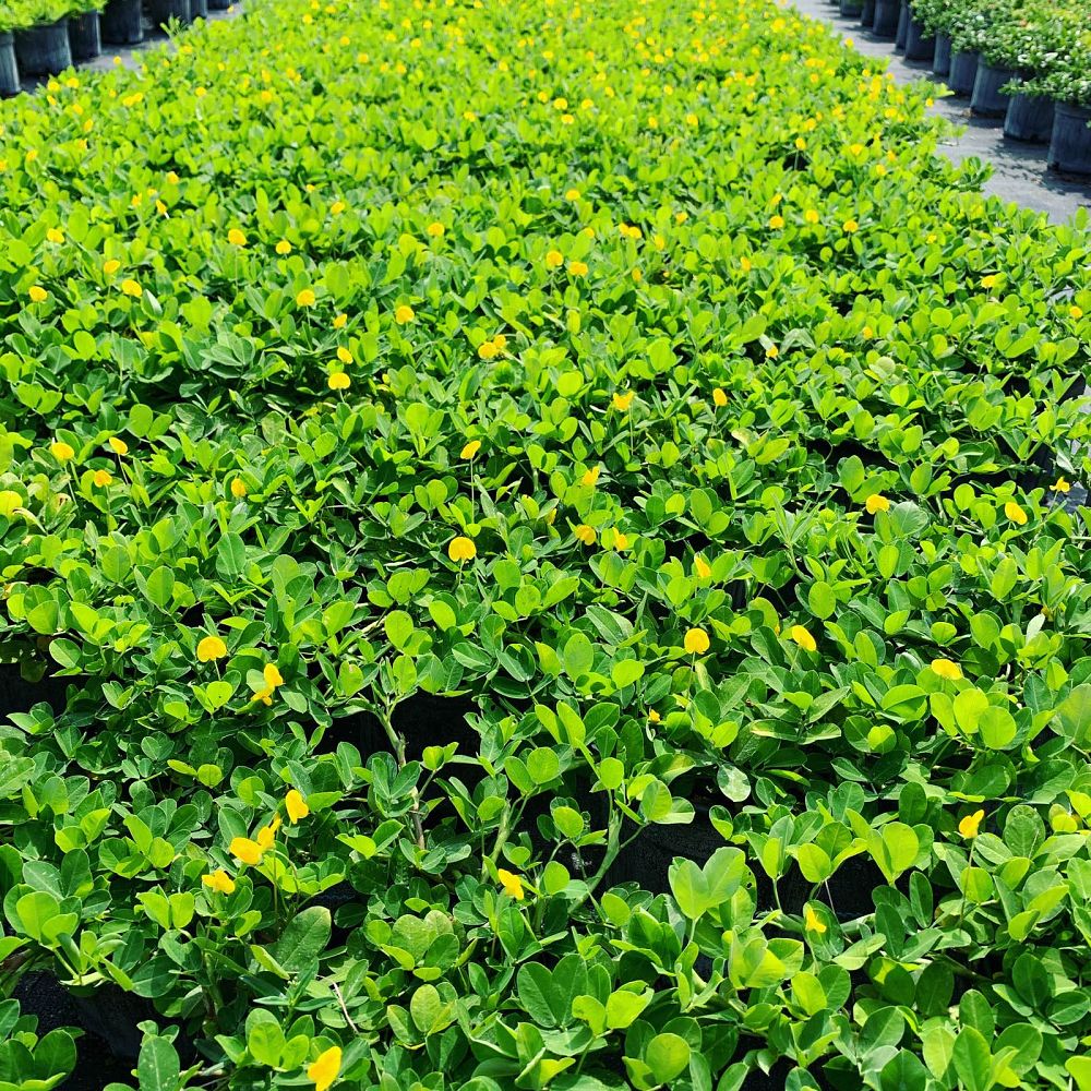 arachis-glabrata-golden-ornamental-peanut-perennial-peanut