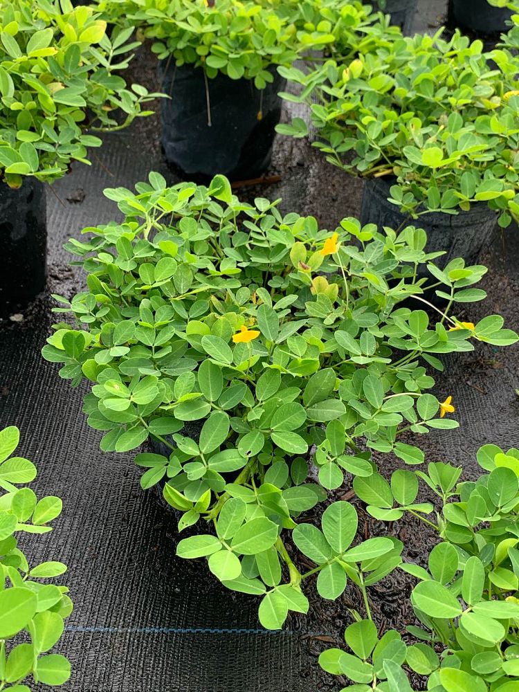 arachis-glabrata-golden-ornamental-peanut-perennial-peanut