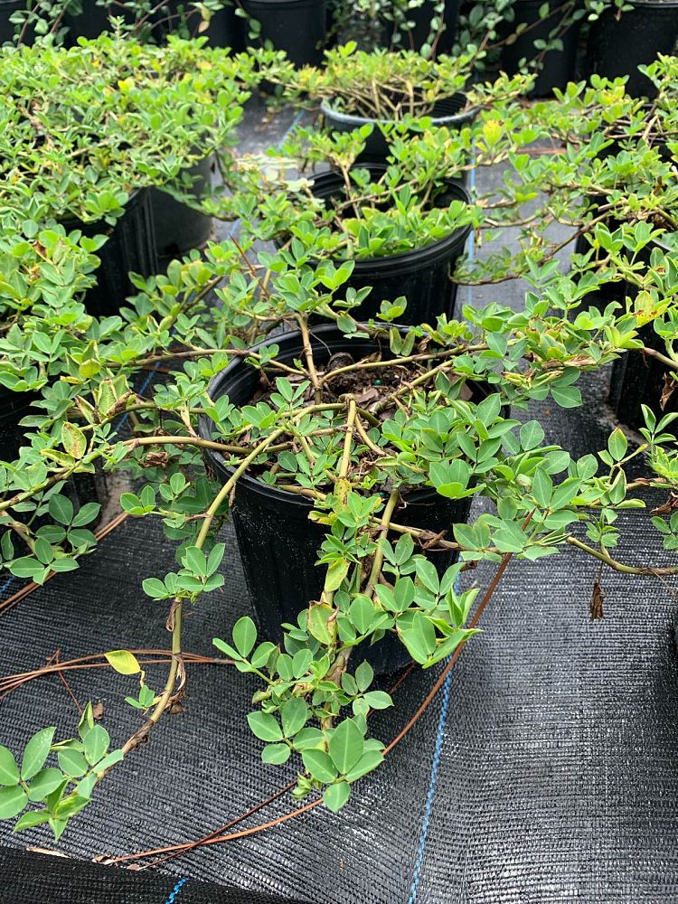 arachis-glabrata-golden-ornamental-peanut-perennial-peanut