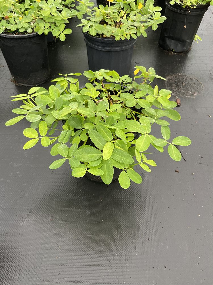 arachis-glabrata-golden-ornamental-peanut-perennial-peanut