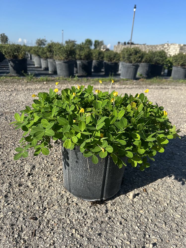 arachis-glabrata-golden-ornamental-peanut-perennial-peanut