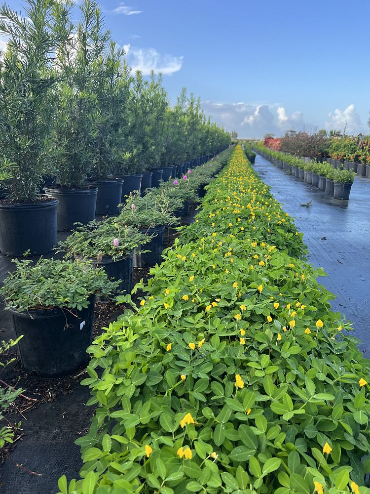 arachis-glabrata-golden-ornamental-peanut-perennial-peanut