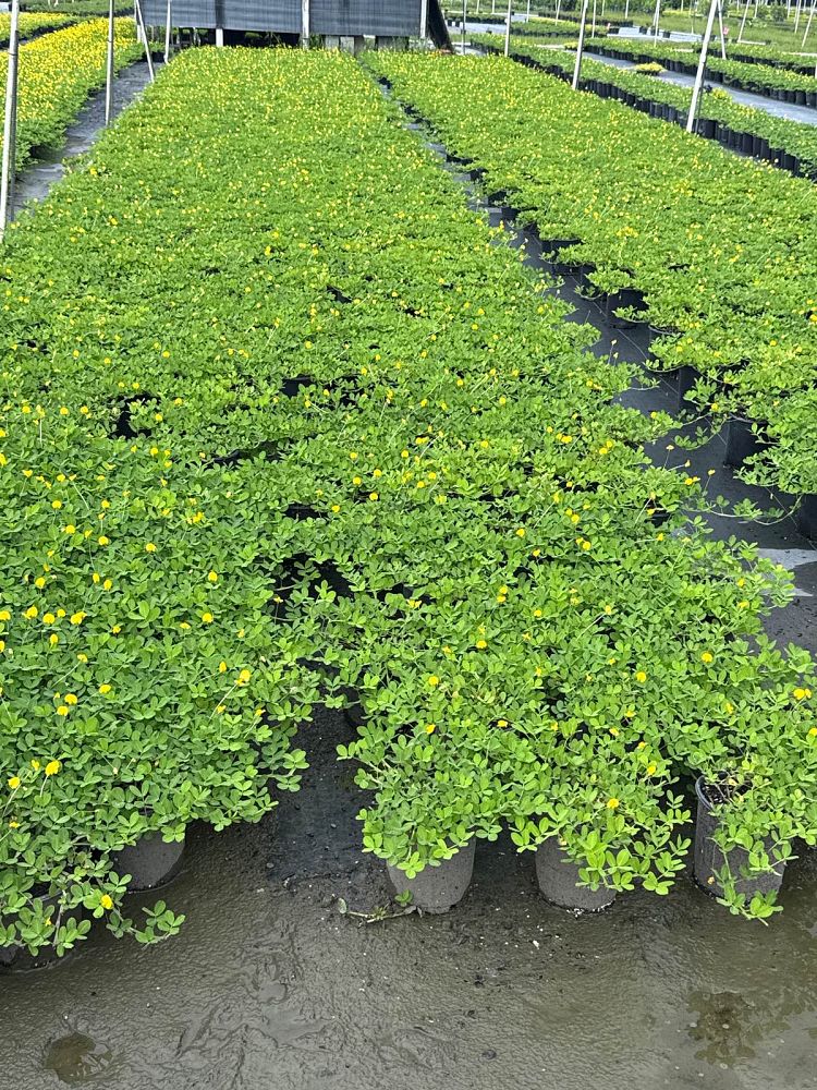 arachis-glabrata-golden-ornamental-peanut-perennial-peanut