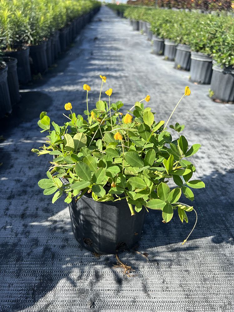arachis-glabrata-golden-ornamental-peanut-perennial-peanut