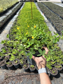 arachis-glabrata-golden-ornamental-peanut-perennial-peanut