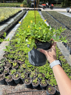 arachis-glabrata-golden-ornamental-peanut-perennial-peanut