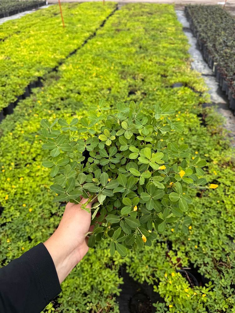 arachis-glabrata-golden-ornamental-peanut-perennial-peanut