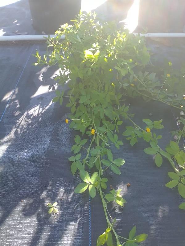 arachis-glabrata-golden-ornamental-peanut-perennial-peanut