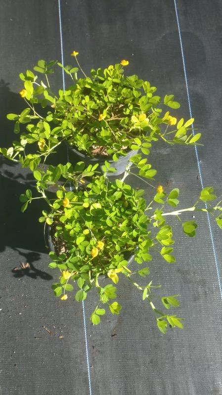 arachis-glabrata-golden-ornamental-peanut-perennial-peanut