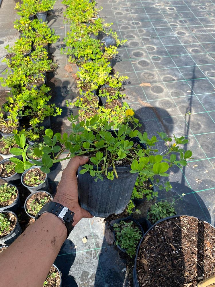 arachis-glabrata-golden-ornamental-peanut-perennial-peanut