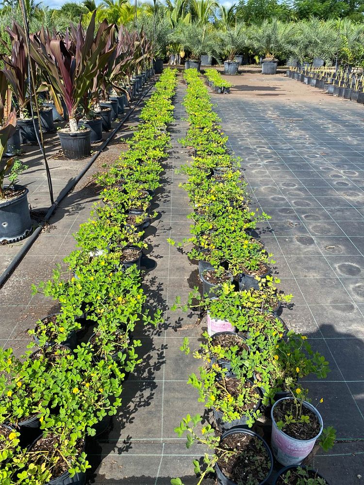 arachis-glabrata-golden-ornamental-peanut-perennial-peanut