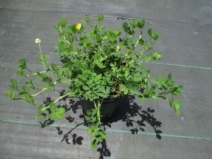 arachis-glabrata-golden-ornamental-peanut-perennial-peanut