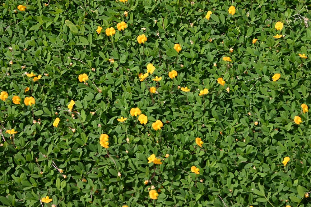 arachis-glabrata-golden-ornamental-peanut-perennial-peanut