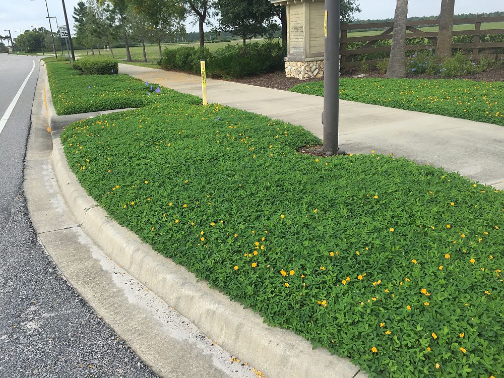 arachis-glabrata-golden-ornamental-peanut-perennial-peanut
