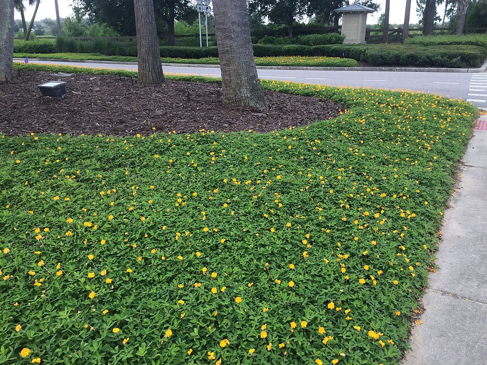 arachis-glabrata-golden-ornamental-peanut-perennial-peanut