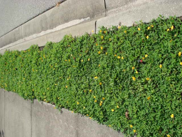 arachis-glabrata-golden-ornamental-peanut-perennial-peanut