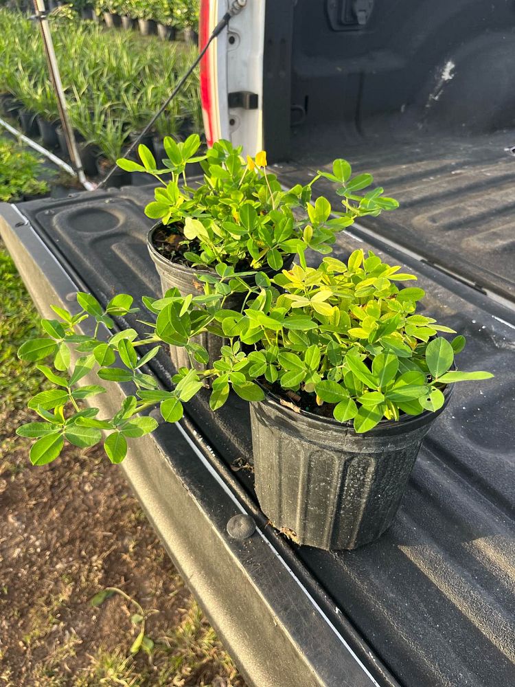 arachis-glabrata-golden-ornamental-peanut-perennial-peanut
