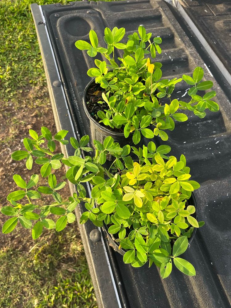 arachis-glabrata-golden-ornamental-peanut-perennial-peanut