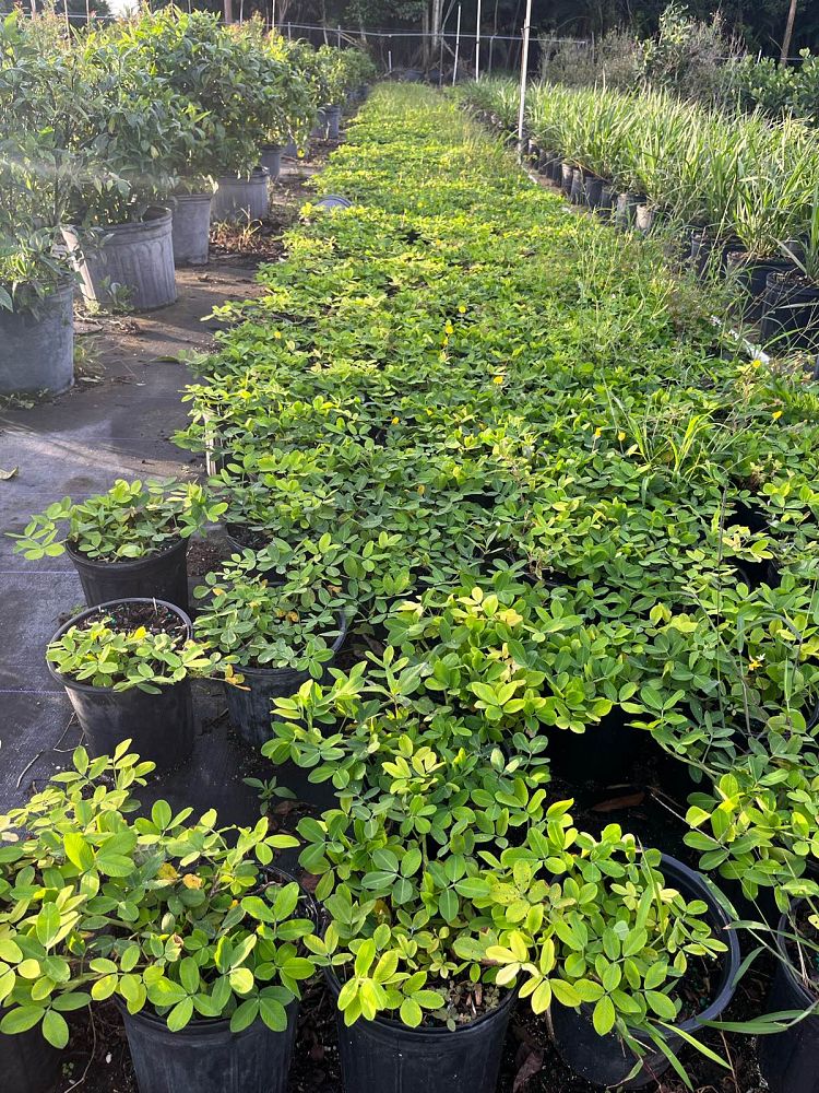 arachis-glabrata-golden-ornamental-peanut-perennial-peanut