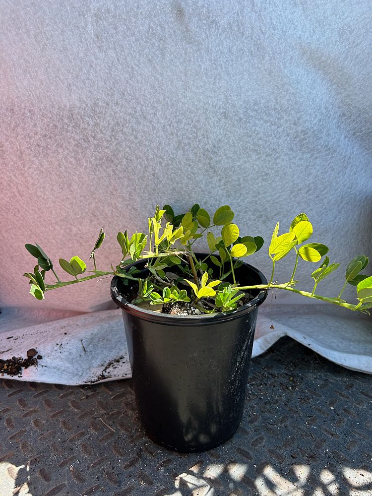arachis-glabrata-golden-ornamental-peanut-perennial-peanut