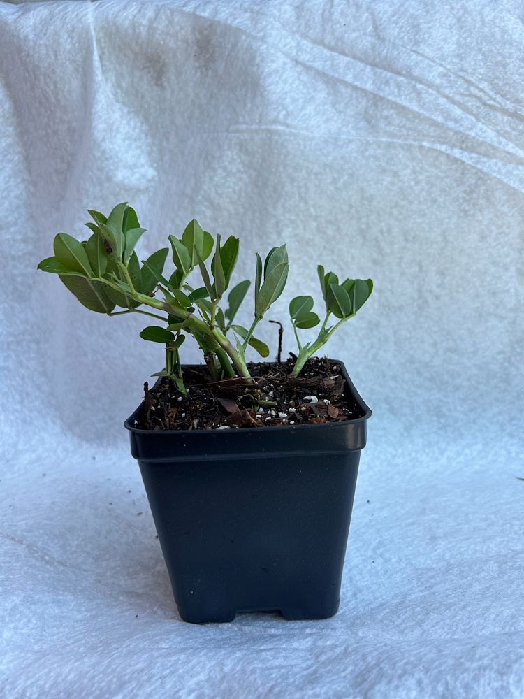 arachis-glabrata-golden-ornamental-peanut-perennial-peanut