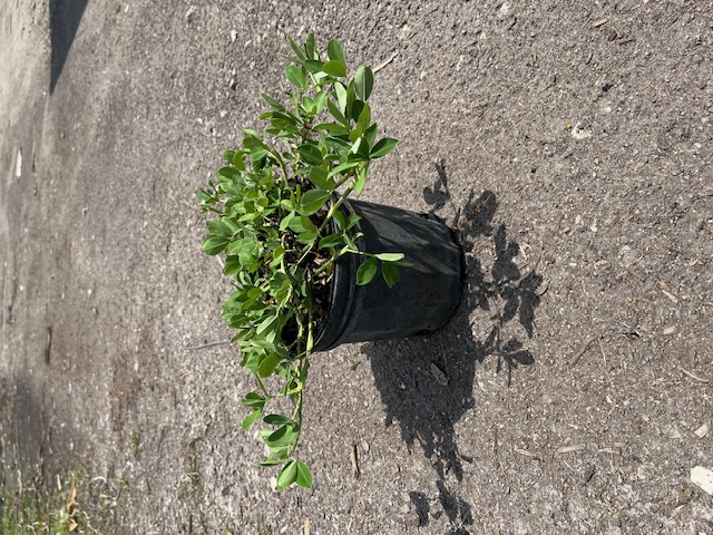 arachis-glabrata-golden-ornamental-peanut-perennial-peanut