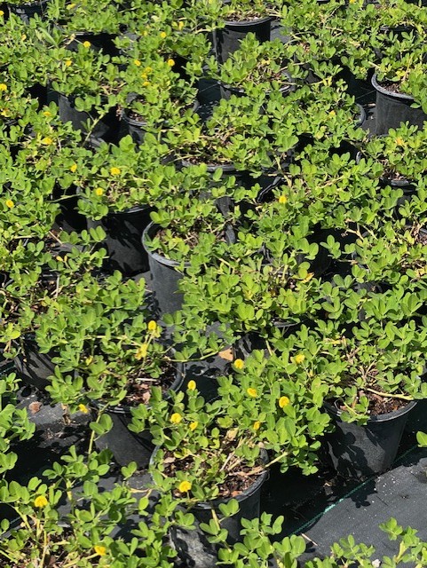 arachis-glabrata-golden-ornamental-peanut-perennial-peanut
