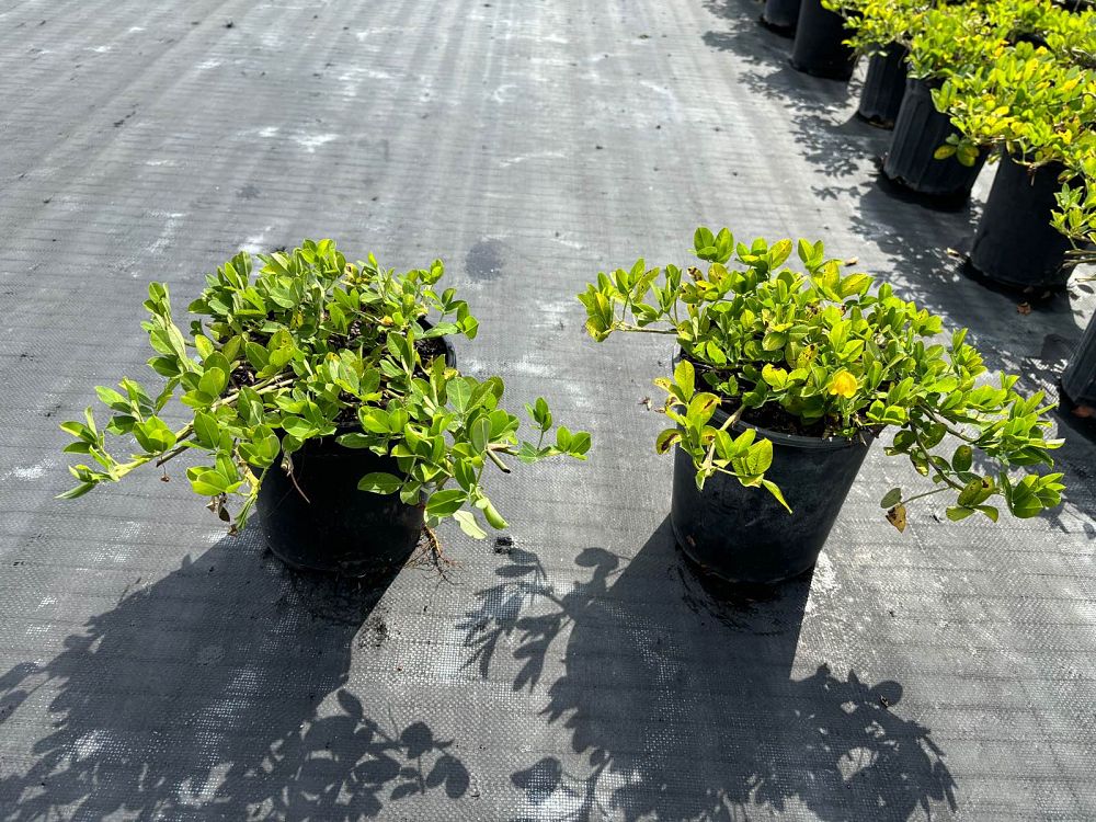 arachis-glabrata-golden-ornamental-peanut-perennial-peanut