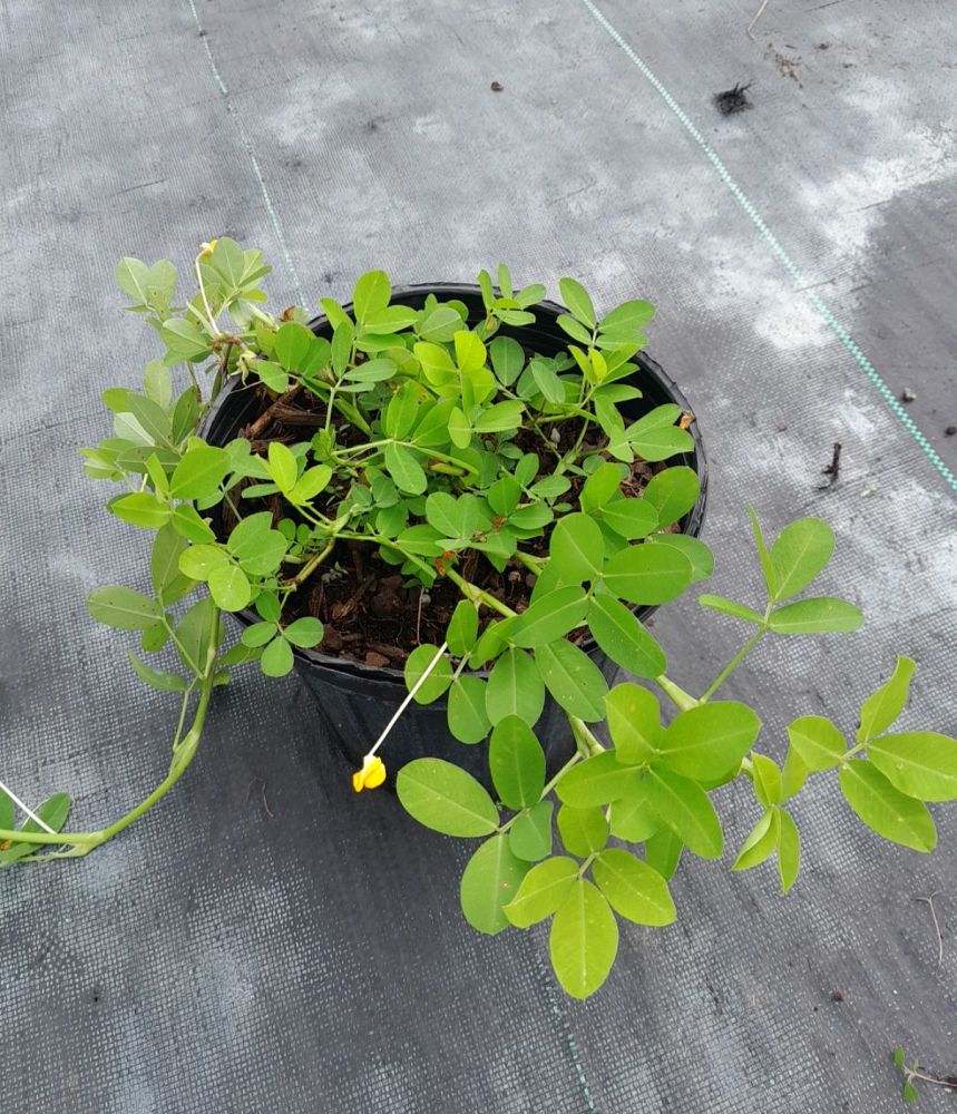 arachis-glabrata-golden-ornamental-peanut-perennial-peanut
