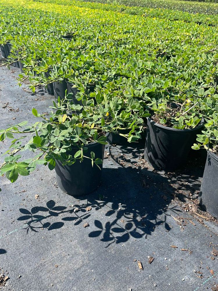 arachis-glabrata-golden-ornamental-peanut-perennial-peanut