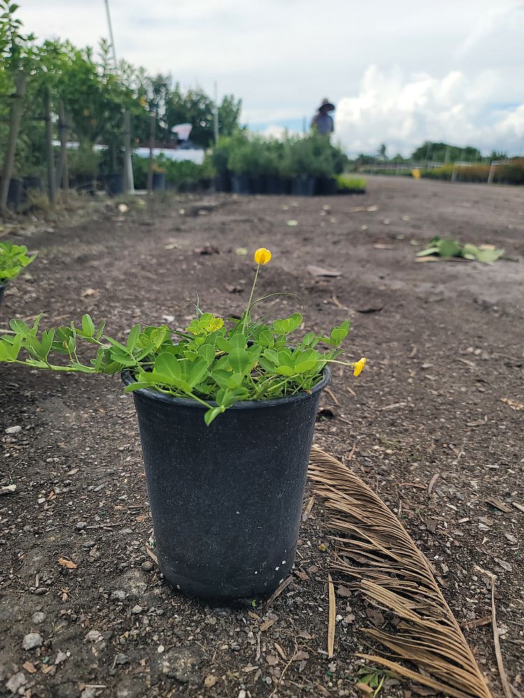 arachis-glabrata-golden-ornamental-peanut-perennial-peanut