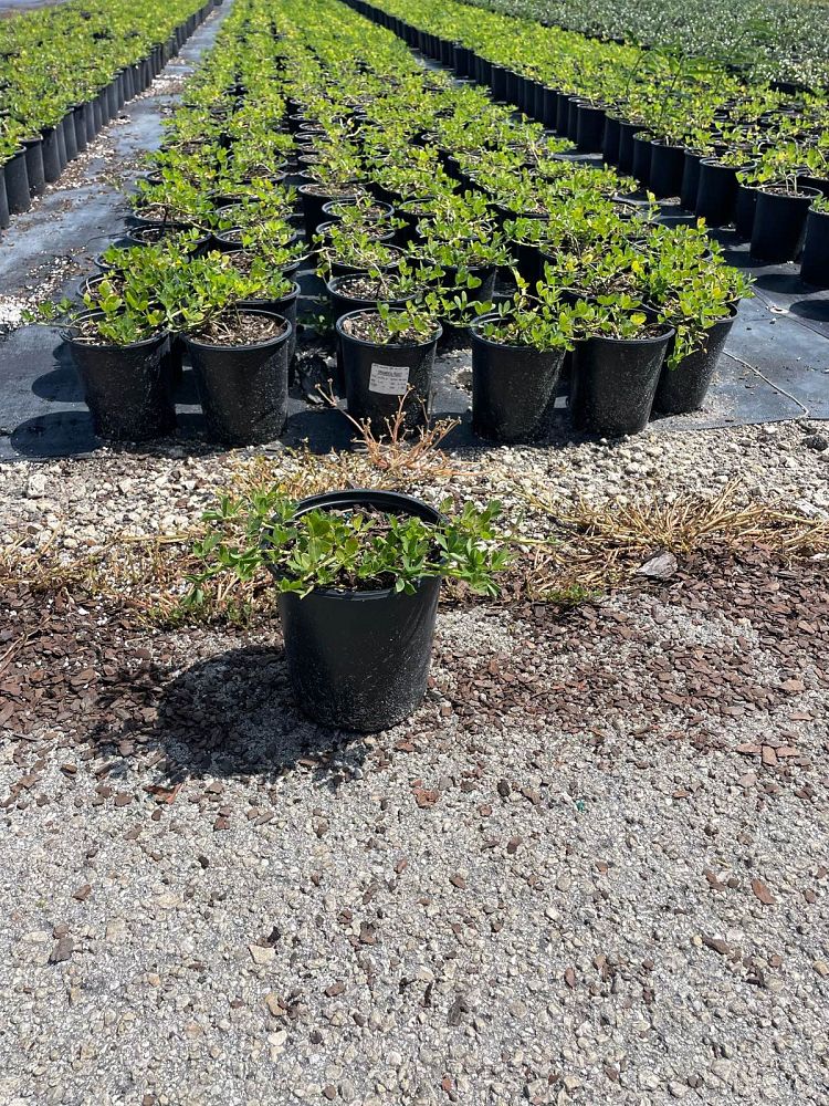 arachis-glabrata-golden-ornamental-peanut-perennial-peanut