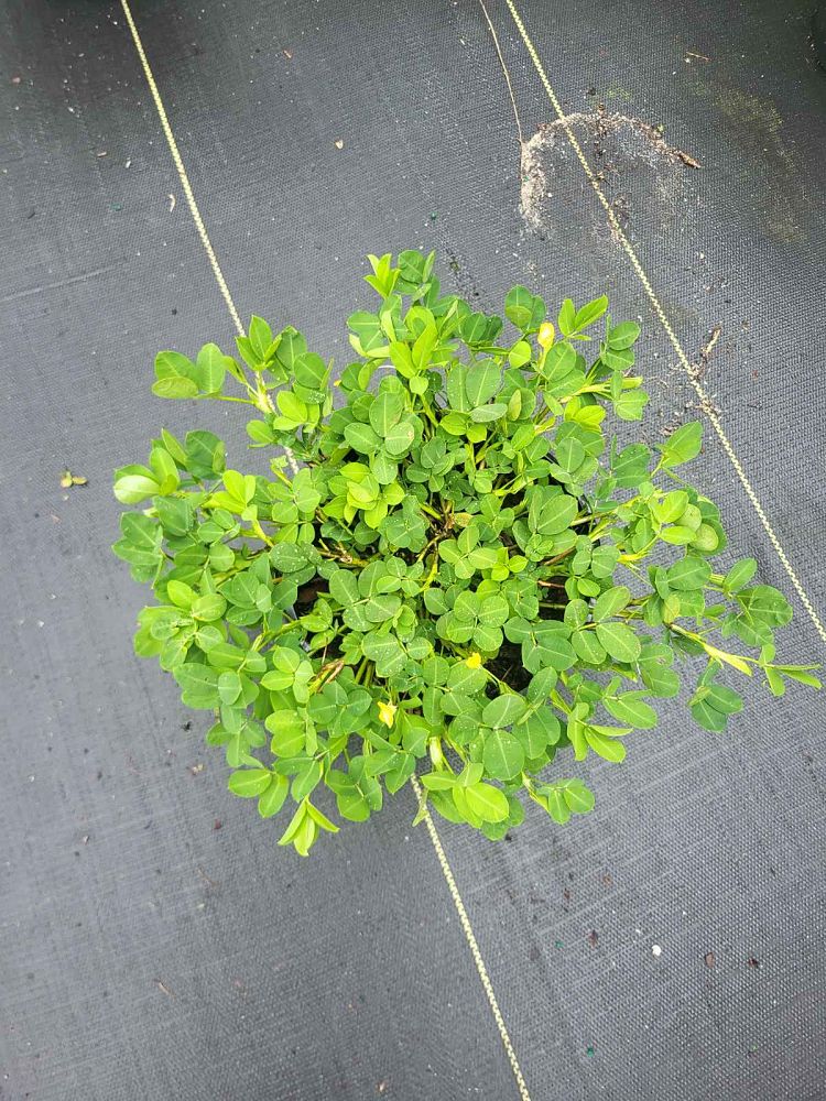 arachis-glabrata-golden-ornamental-peanut-perennial-peanut