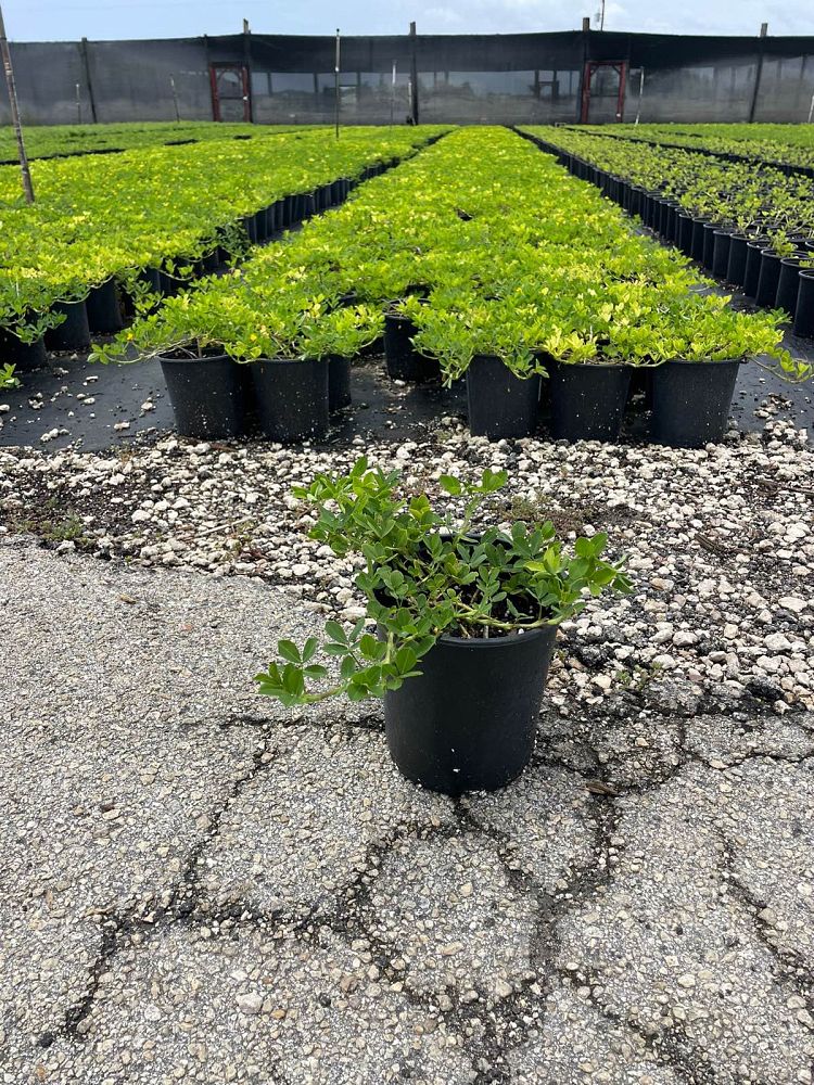 arachis-glabrata-golden-ornamental-peanut-perennial-peanut