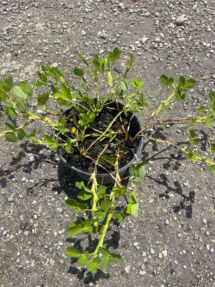 arachis-glabrata-golden-ornamental-peanut-perennial-peanut